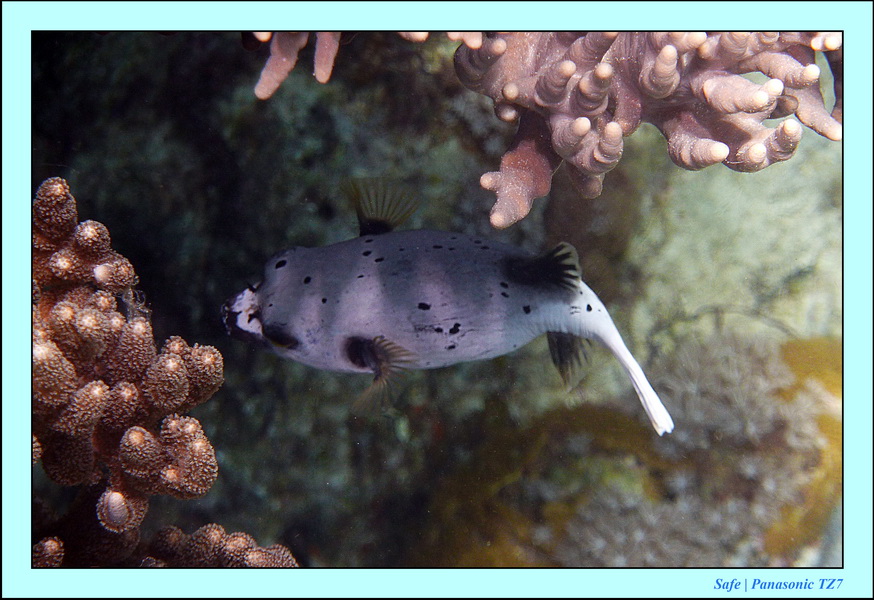 2012 - 07 - Apoh Island 78